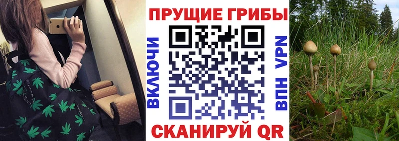 Галлюциногенные грибы Psilocybe  Переславль-Залесский 